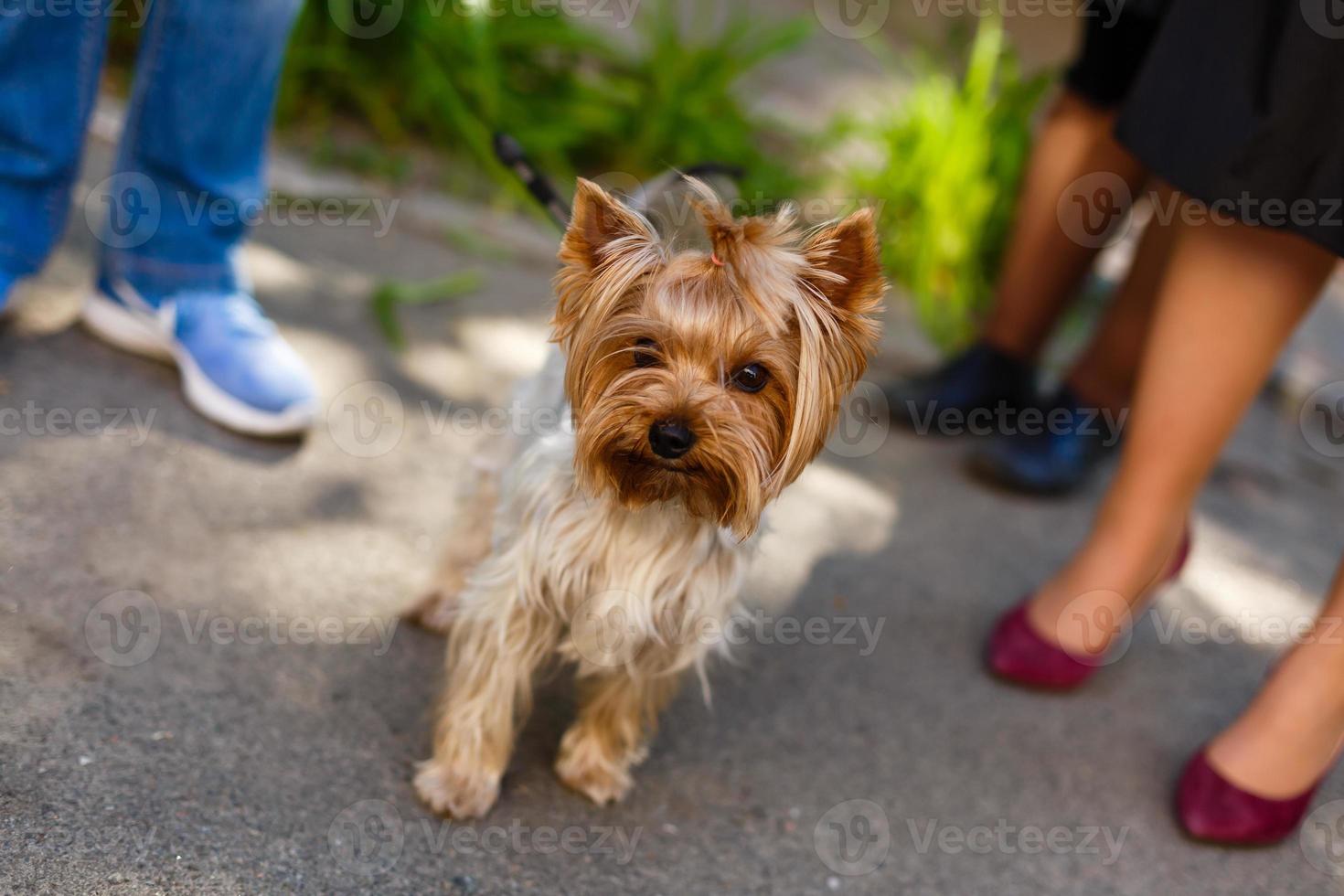 Yorkshire-Terrier an der Leine foto