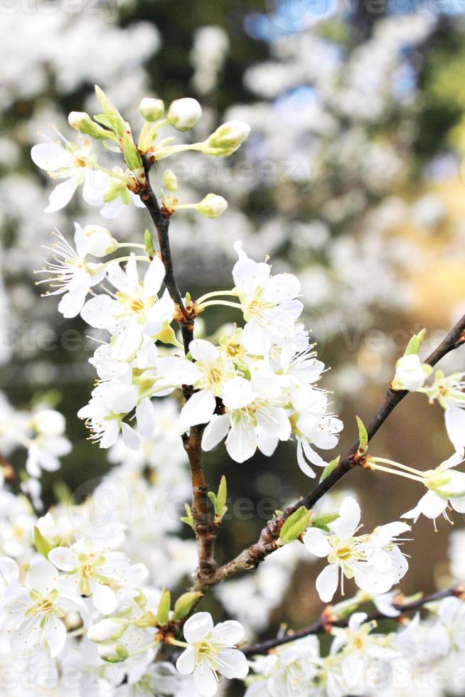 Weiße Pflaumenblüte im Frühling, April. foto