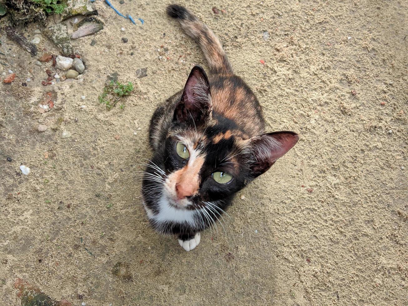 Katze sitzt und schaut nach oben foto