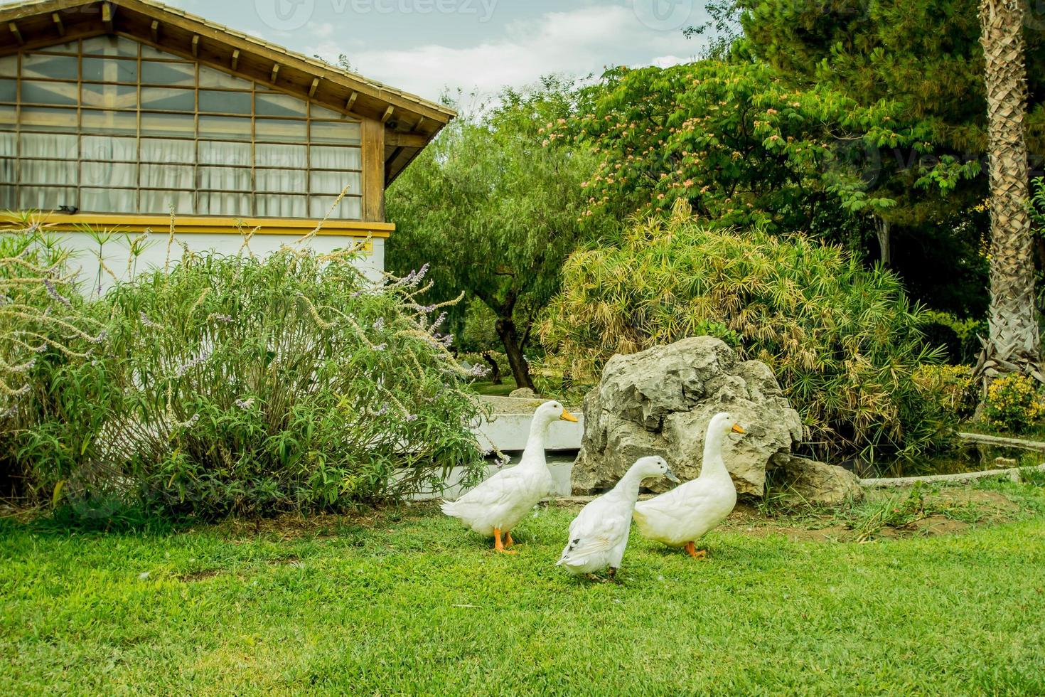 eine Entenfamilie, die durch einen Park läuft foto