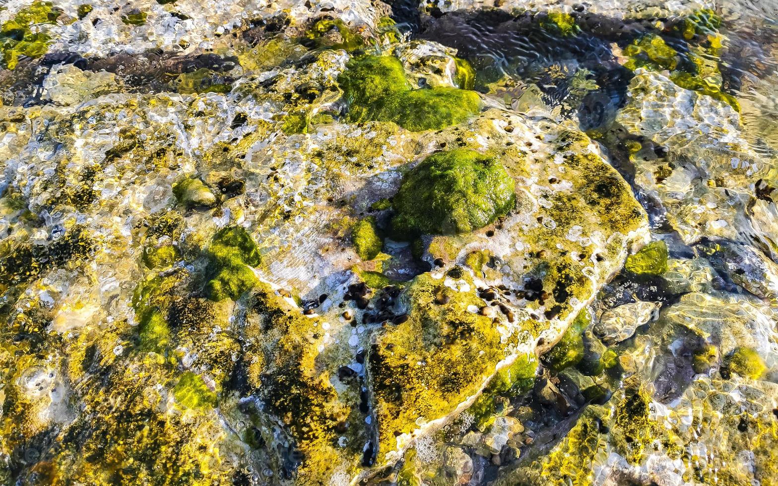 steine felsen korallen türkis grün blau wasser am strand mexiko. foto