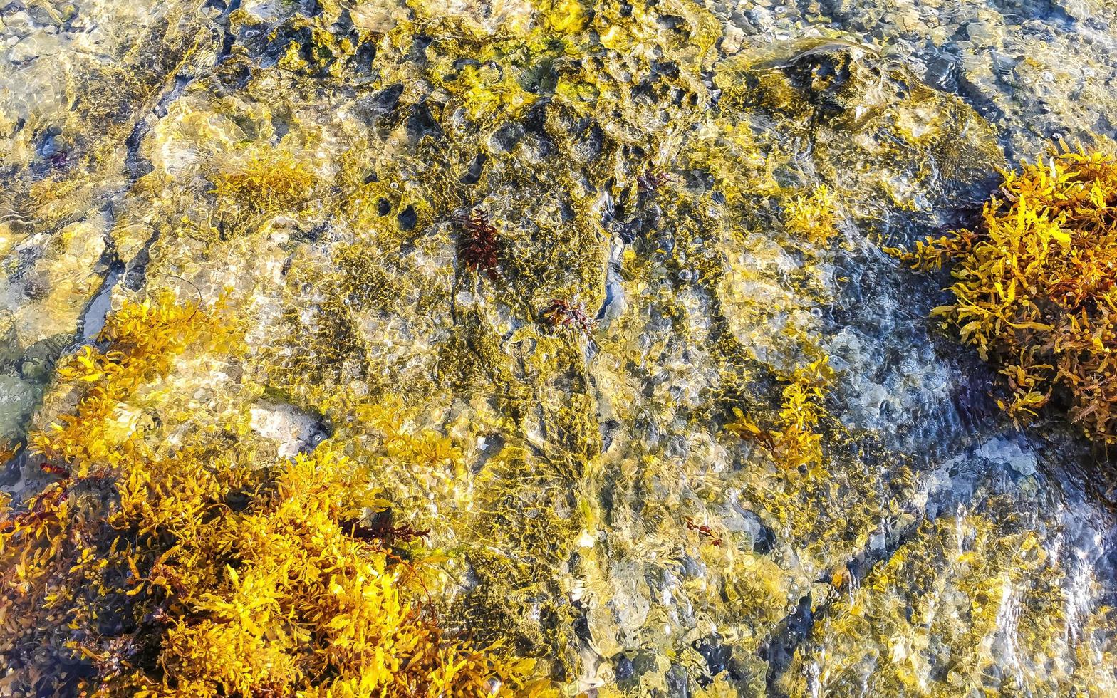 steine felsen korallen türkis grün blau wasser am strand mexiko. foto