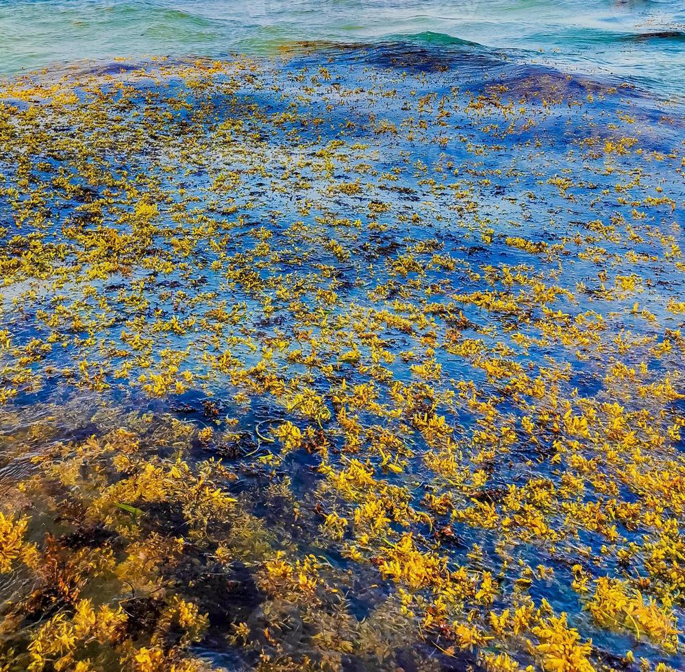 sehr ekelhaftes strandwasser mit roter alge sargazo karibik mexiko. foto