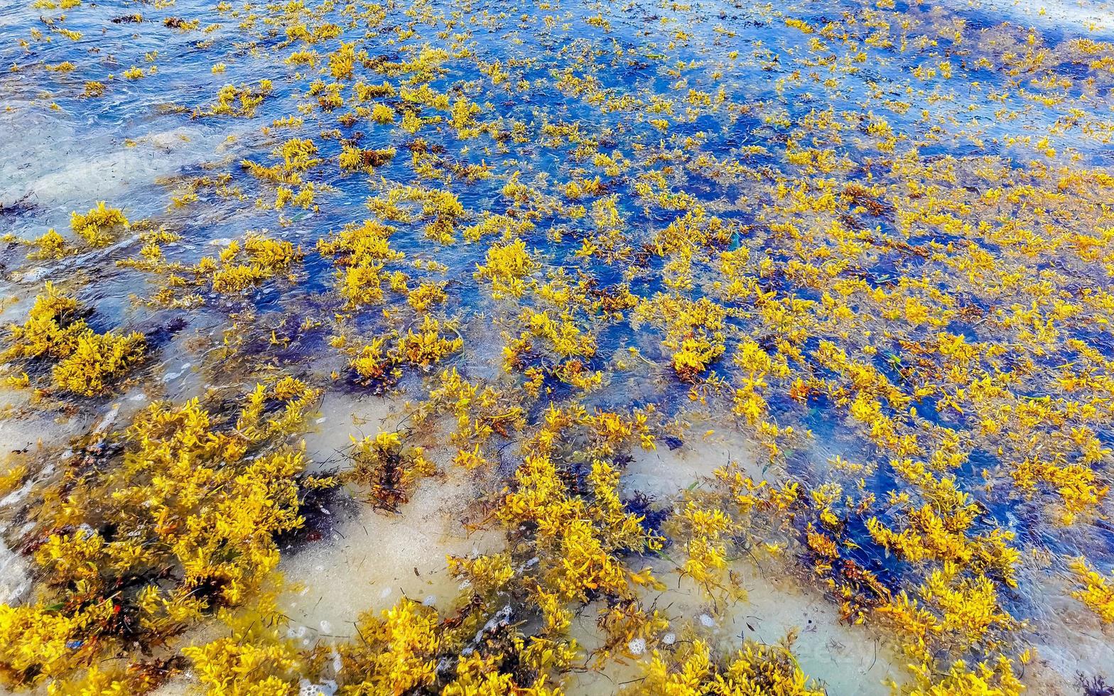 sehr ekelhaftes strandwasser mit roter alge sargazo karibik mexiko. foto