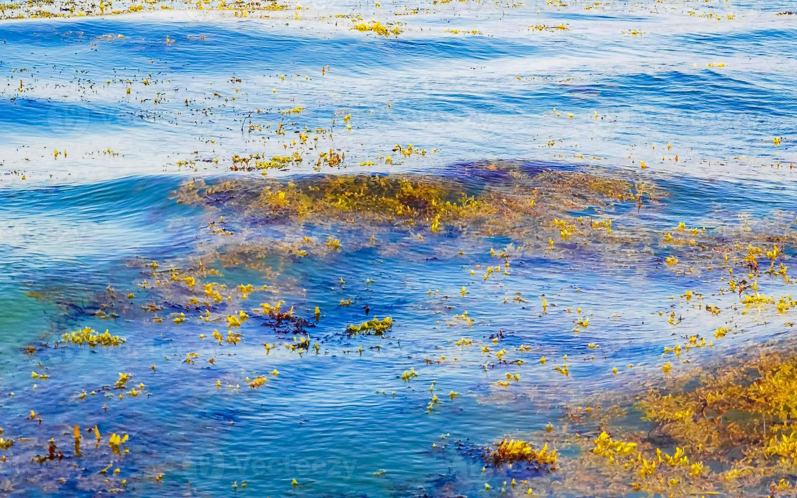 sehr ekelhaftes strandwasser mit roter alge sargazo karibik mexiko. foto