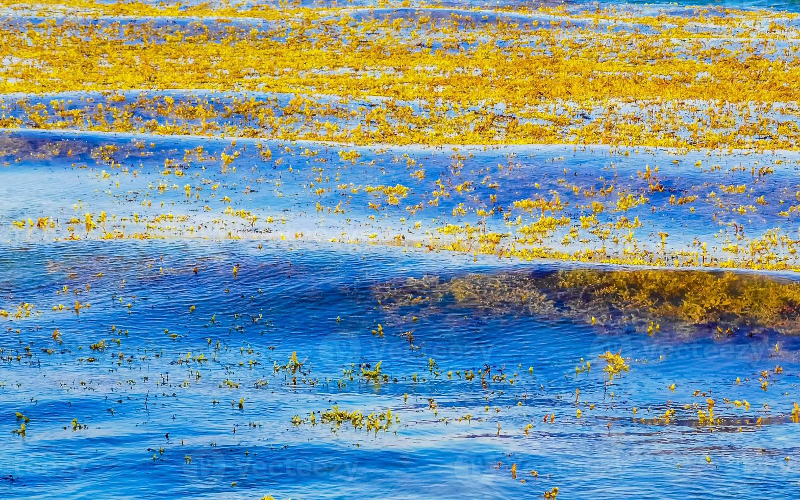 sehr ekelhaftes strandwasser mit roter alge sargazo karibik mexiko. foto