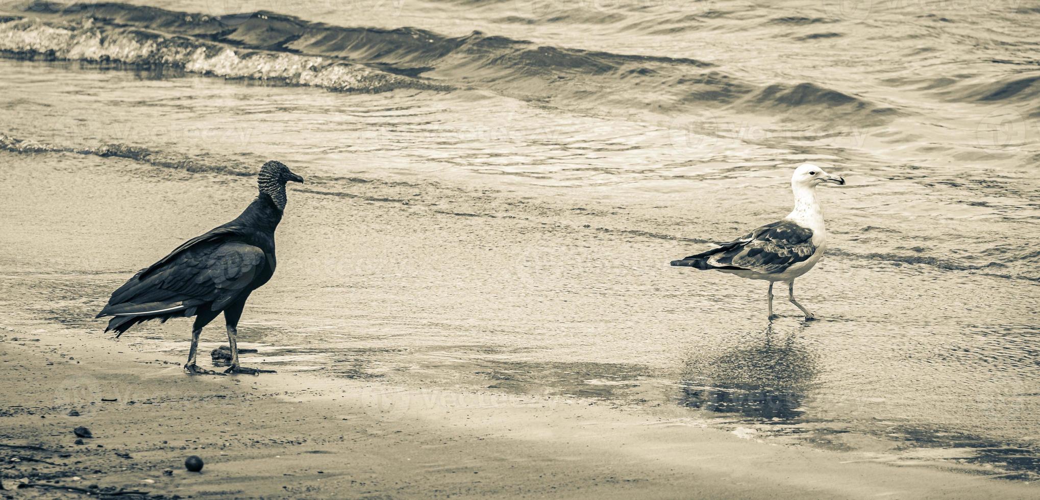 tropische schwarze geier weiße möwe botafogo strand rio de janeiro. foto