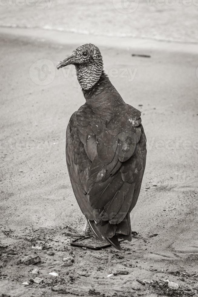 tropischer schwarzer geier am botafogo strand rio de janeiro brasilien. foto