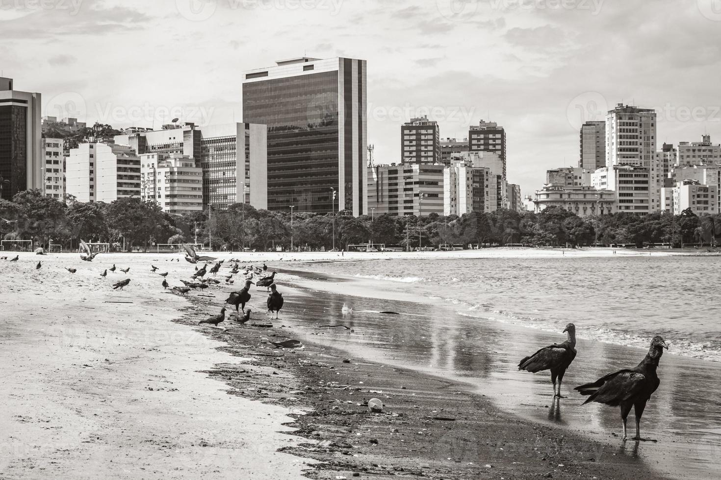 tropische schwarze geier und tauben botafogo beach rio de janeiro. foto