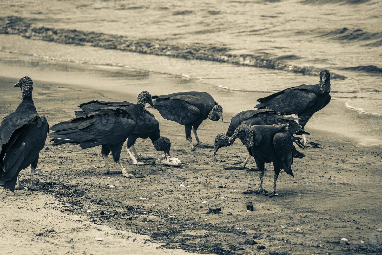 tropische schwarze geier fressen fischkadaver rio de janeiro brasilien. foto