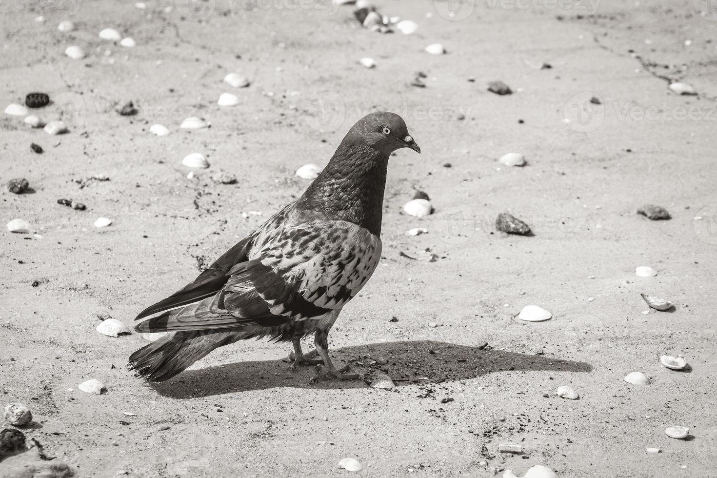 Porträt eines schönen bunten Taubenvogels Botafogo Strand Brasilien. foto