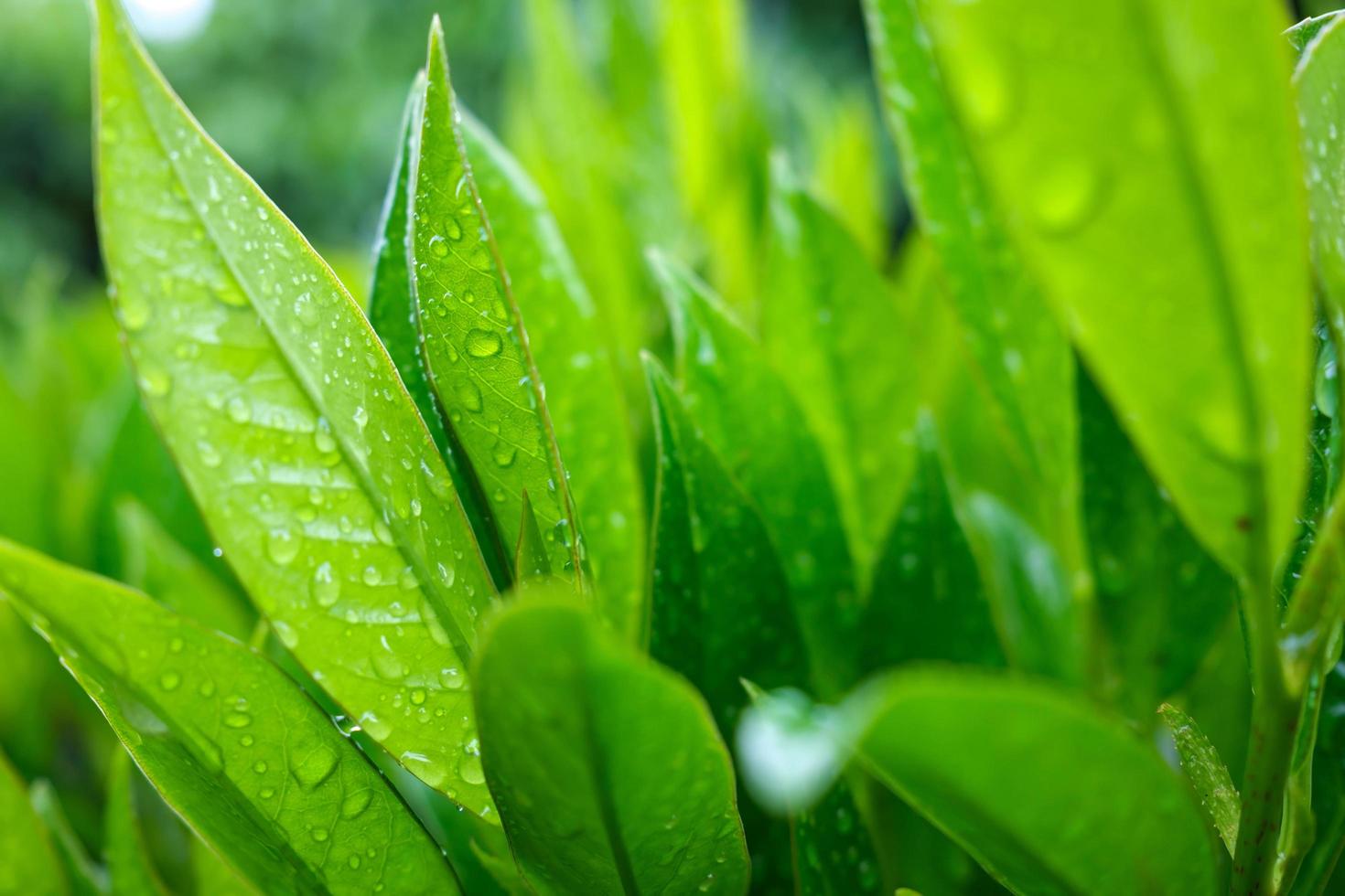 Strauch mit grünen Blättern in Tropfen nach Regen, auf einem verschwommenen grünen Hintergrund. Nahansicht. foto