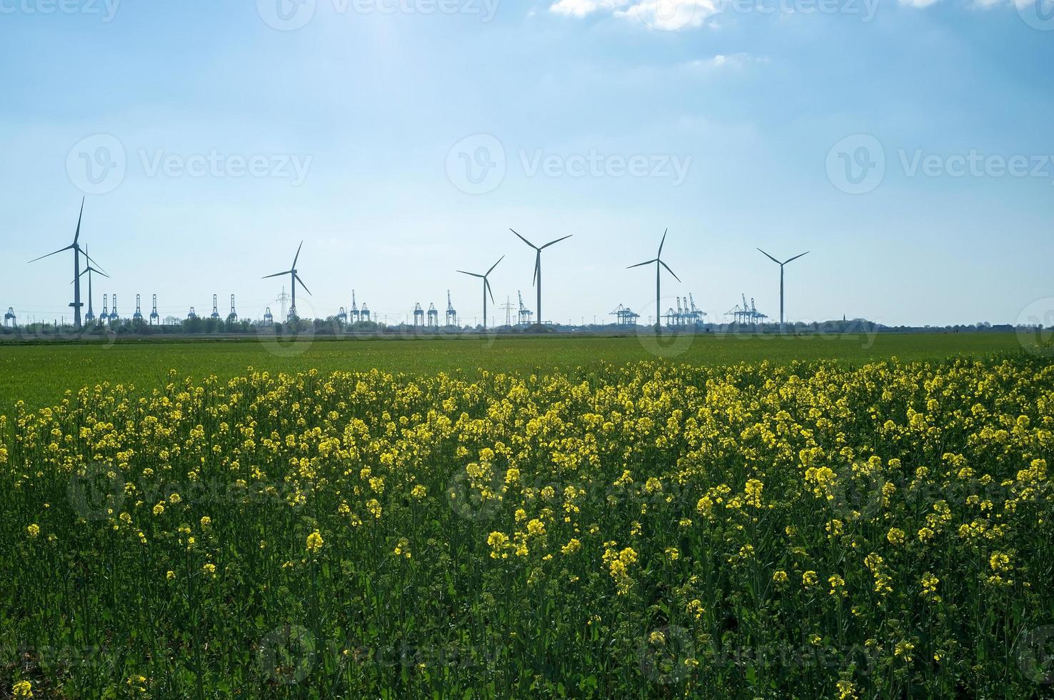 Feld mit einer blühenden Senfpflanze, vor dem Hintergrund von Windrädern und einem Himmel. Sinapis wird als Gründünger in der Landwirtschaft verwendet. foto