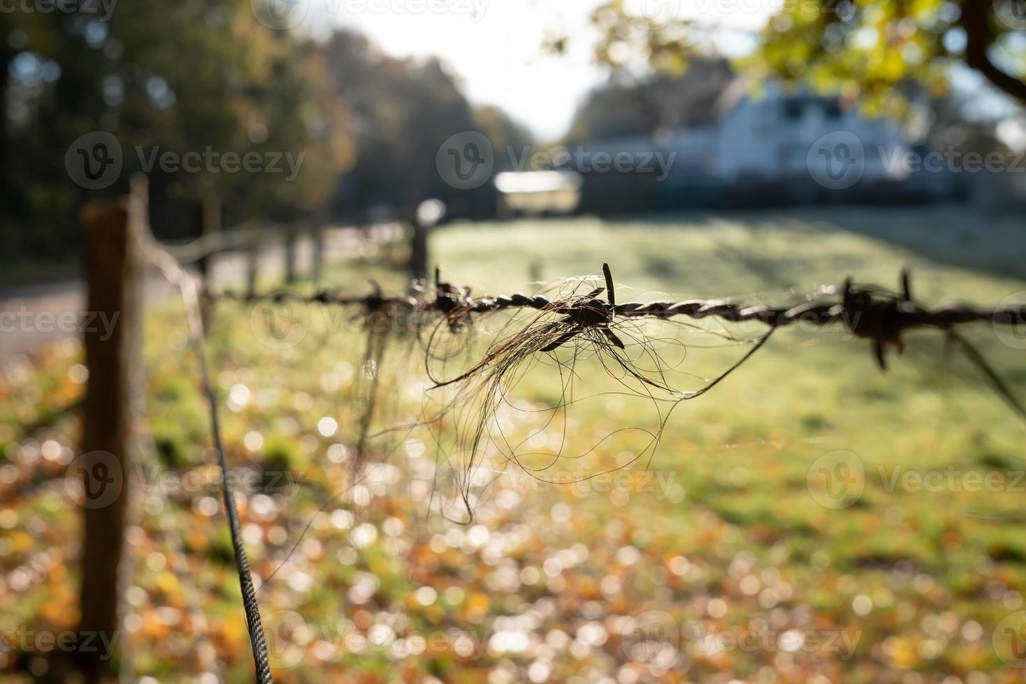 Haare aus der Mähne oder dem Schweif eines Pferdes hängen am Stacheldraht vor einem verschwommenen Weidehintergrund. foto