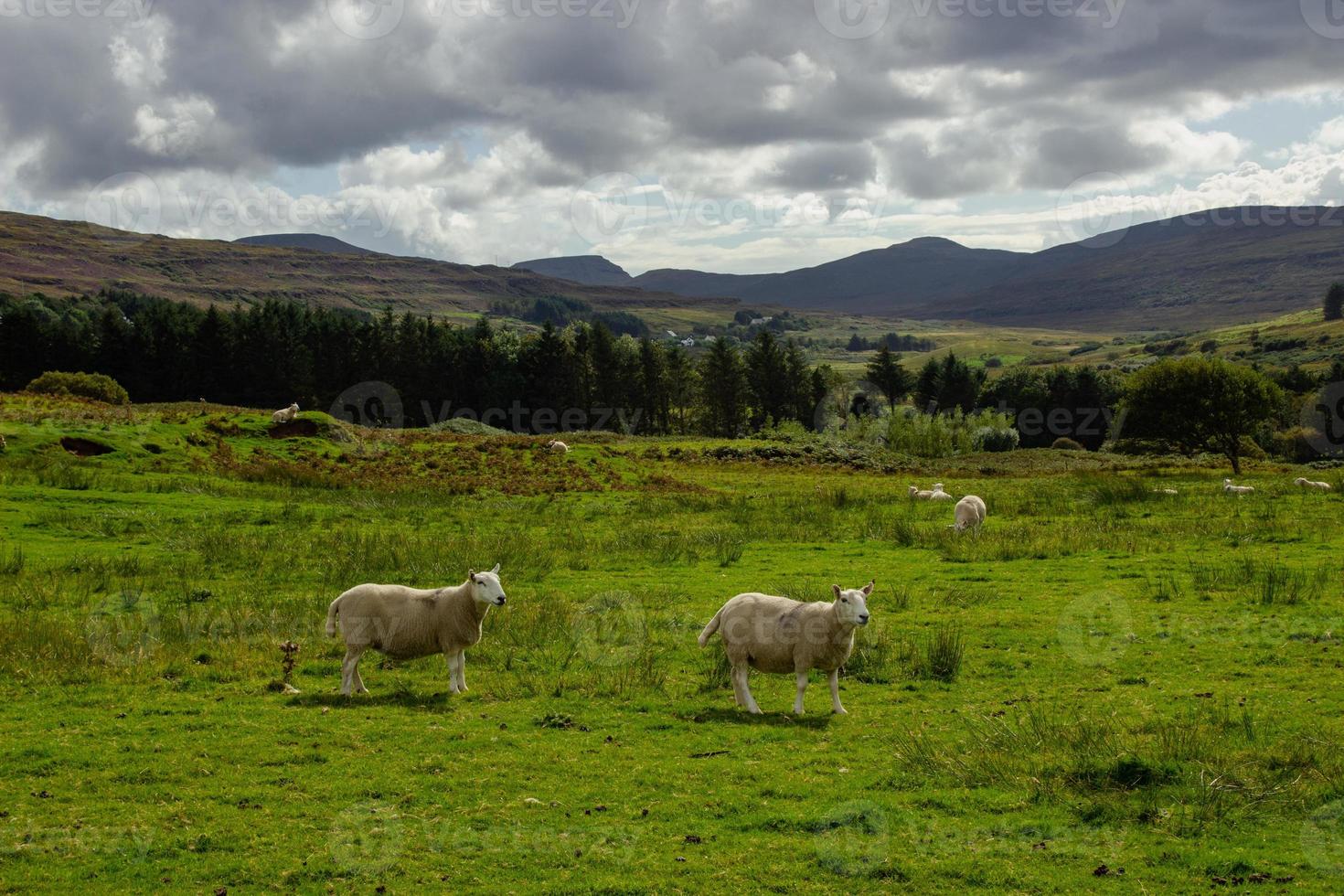 Schafweide in Schottland foto