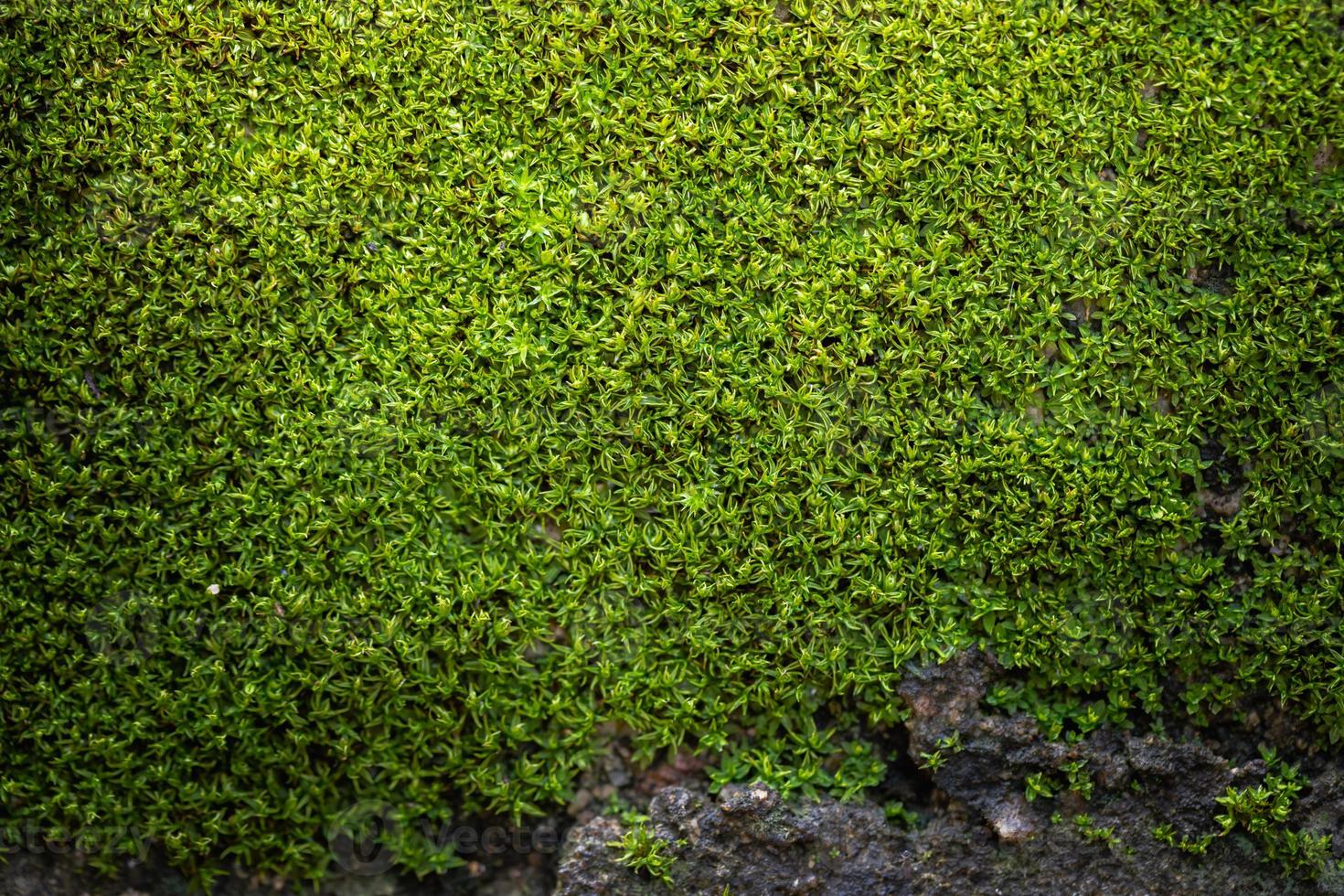 gerillter grüner mooshintergrund in der natur foto