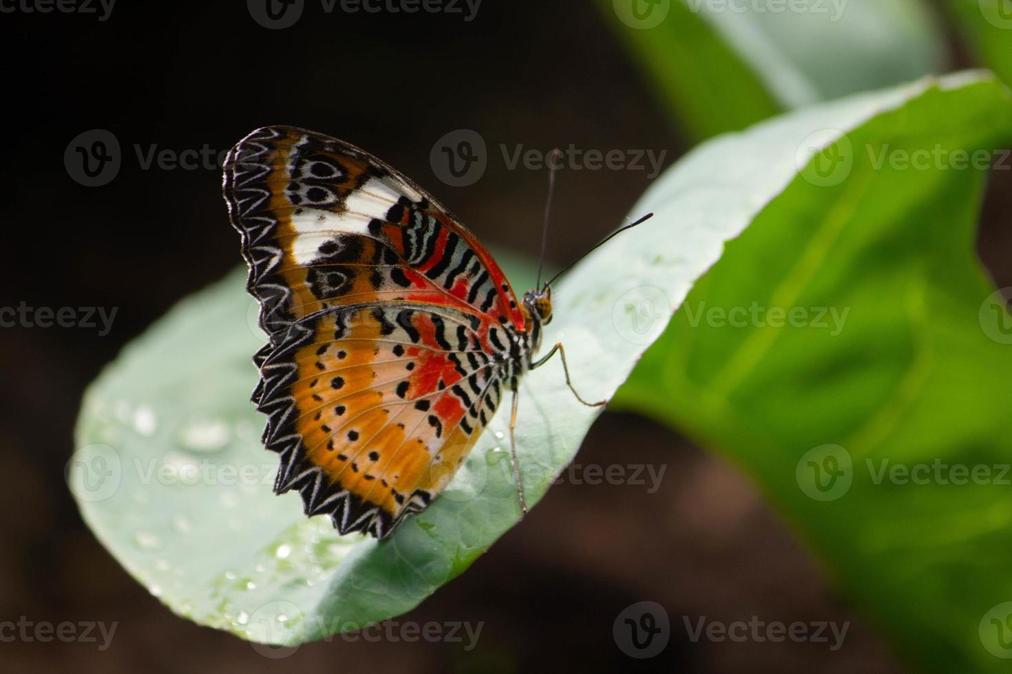 Schöner gestreifter Schmetterling auf grünem Blatt foto