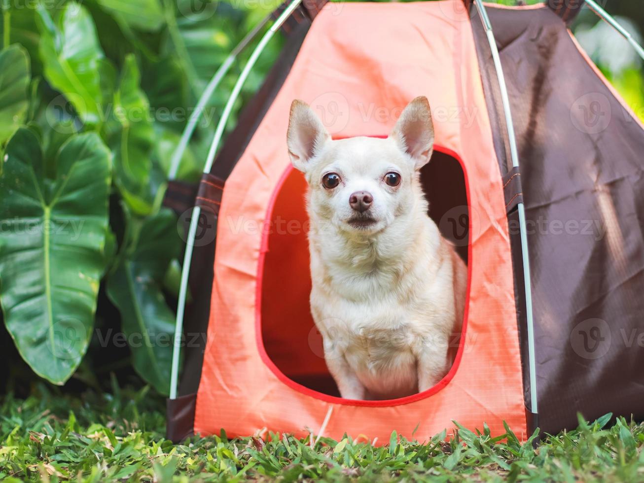 brauner Chihuahua-Hund mit kurzen Haaren, der im orangefarbenen Campingzelt auf grünem Gras sitzt, im Freien, mit Blick auf die Kamera. Haustierreisekonzept. foto