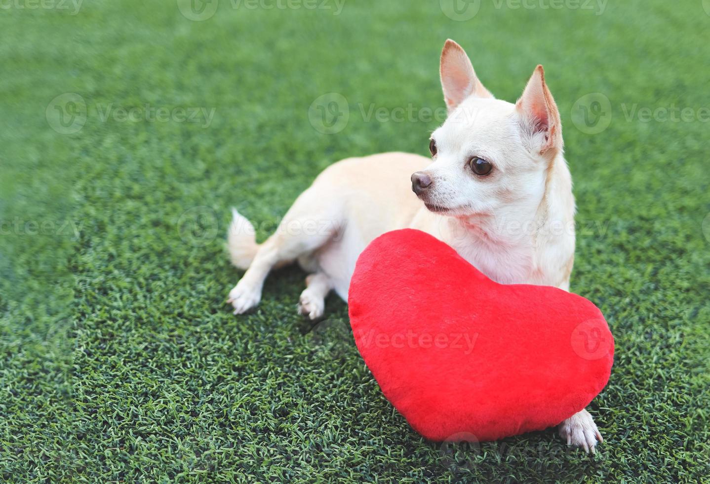 brauner chihuahua-hund, der sich mit rotem herzformkissen auf grünem gras hinlegt und wegschaut. Valentinstag-Konzept. foto