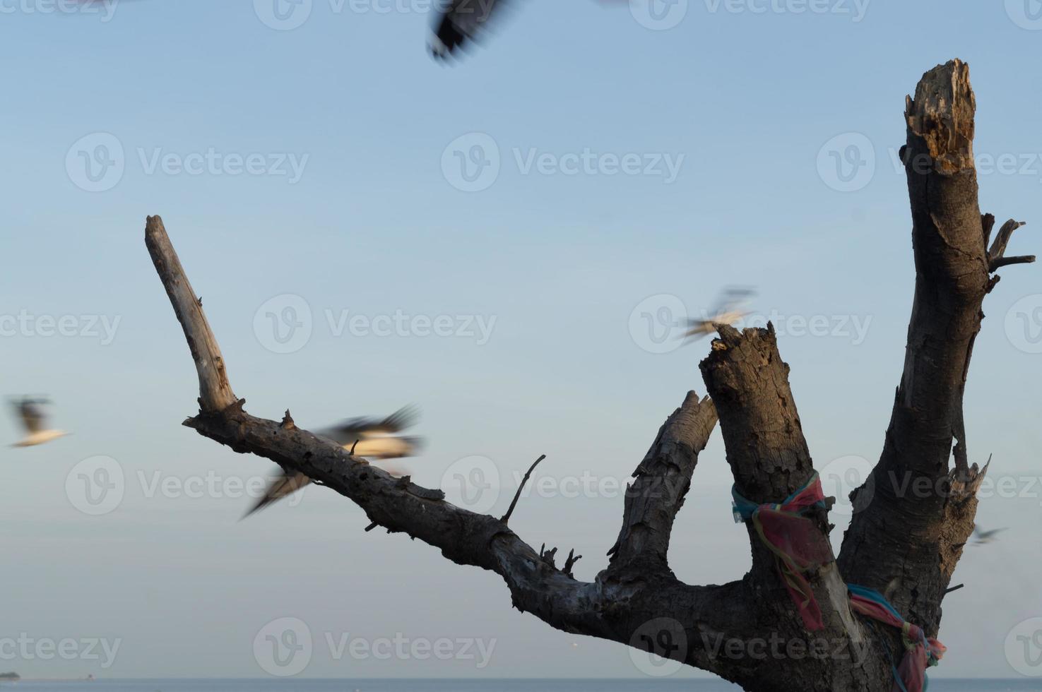 Seltsame tote Äste gegen den schönen blauen Himmel und fliegende Möwen an der Küste von Bangpu, Samutprakarn, Thailand. foto