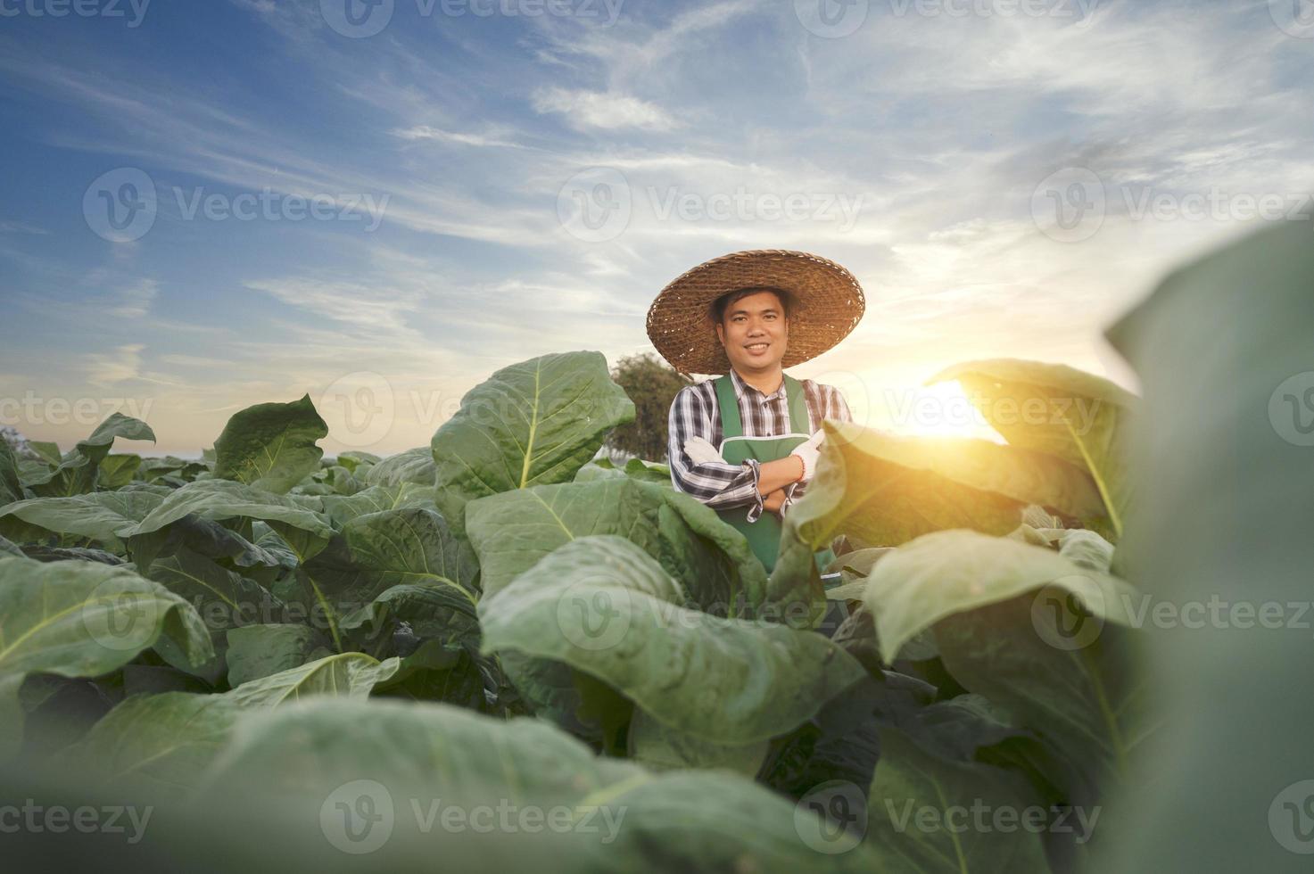 landwirtschaft, junger asiatischer mann, der auf einem tabakfeld steht und die ernte bei sonnenuntergang überprüft. eine asiatische perspektive auf den tabakanbau foto