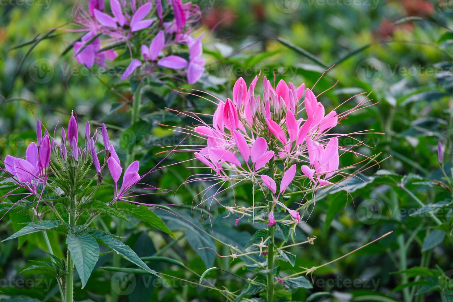 schönheitsblumenstrauß rosa und weiße blumenblüte im botanischen garten. frische violette Flora mit grünen Blättern foto