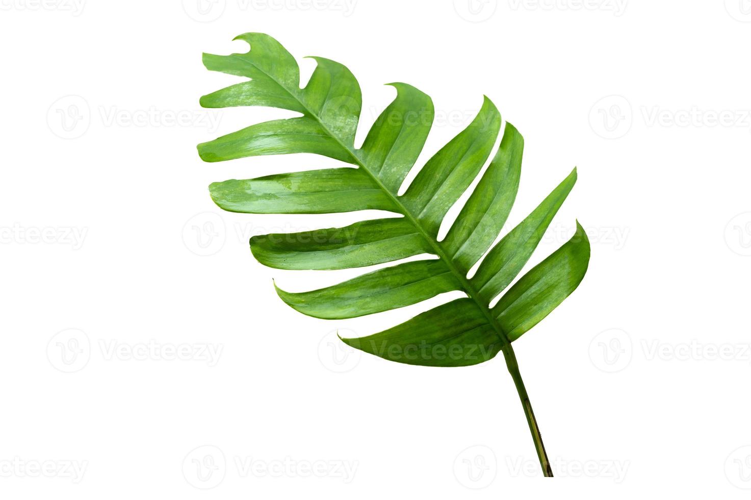 tropische Dschungel-Monstera-Blätter isoliert auf weißem Hintergrund foto