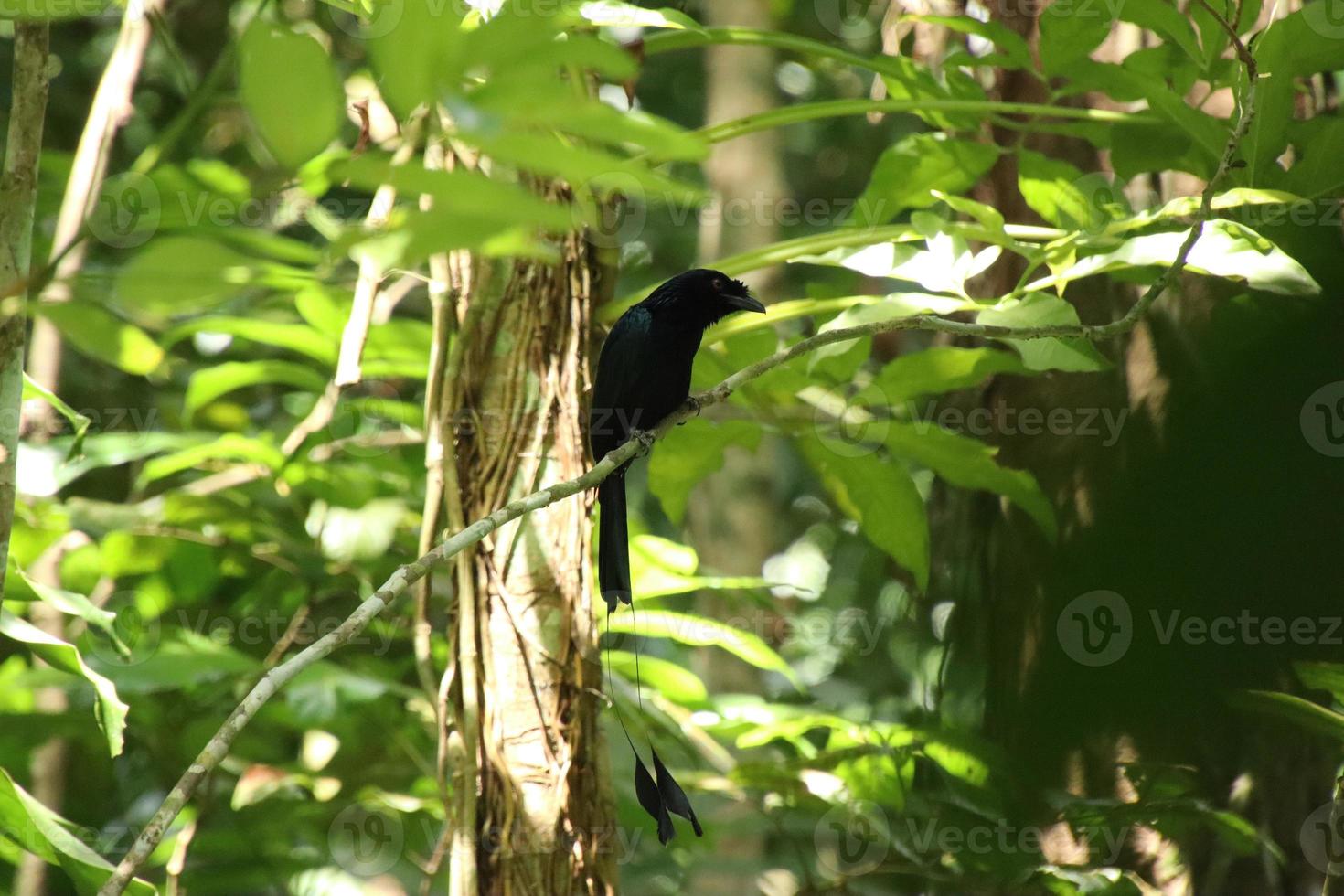 Drongo mit größerem Schlägerschwanz im Unterholz foto