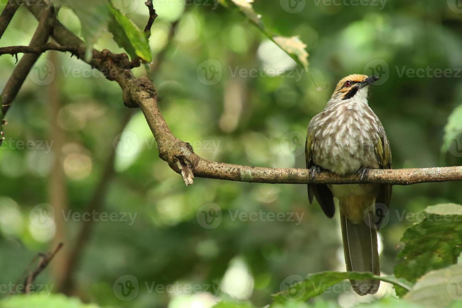 Strohköpfiger Bulbul in einem Naturschutzgebiet foto