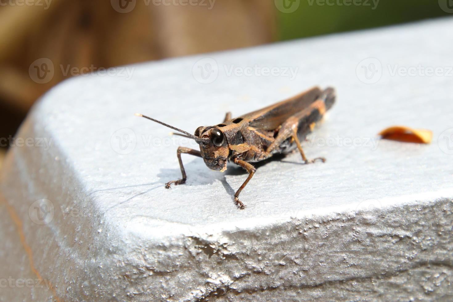 Sporn-throated Heuschrecke auf einem Baumstamm foto