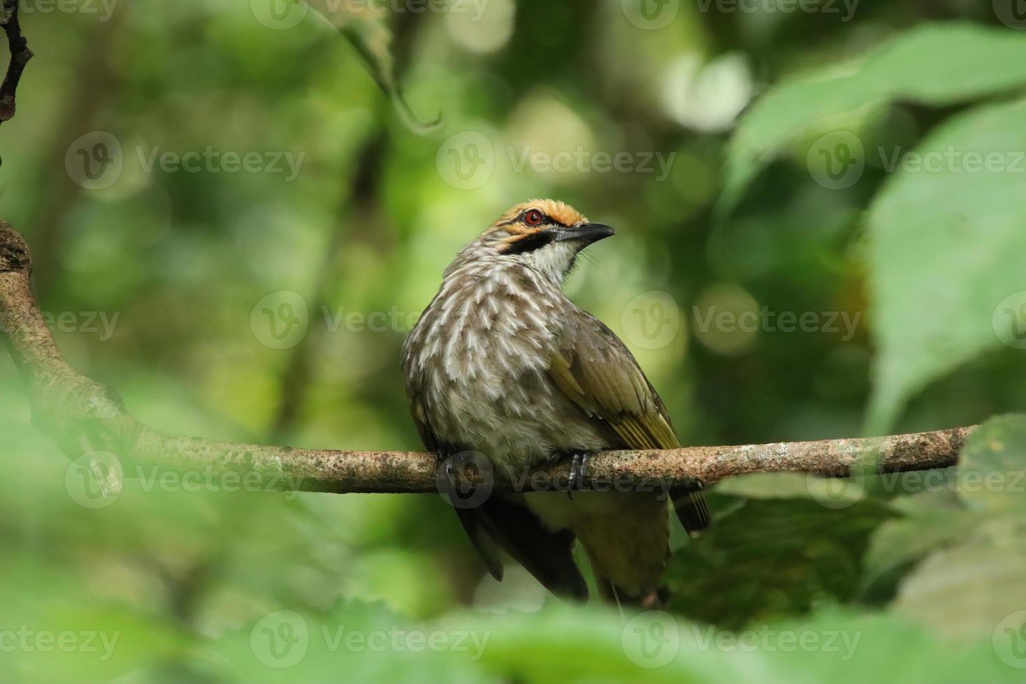 Strohköpfiger Bulbul in einem Naturschutzgebiet foto