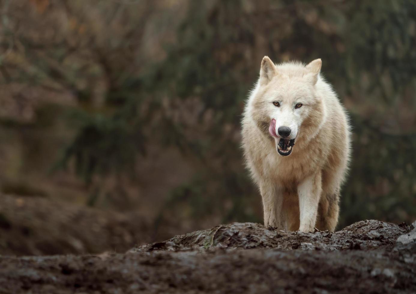 Polarwolf im Zoo foto