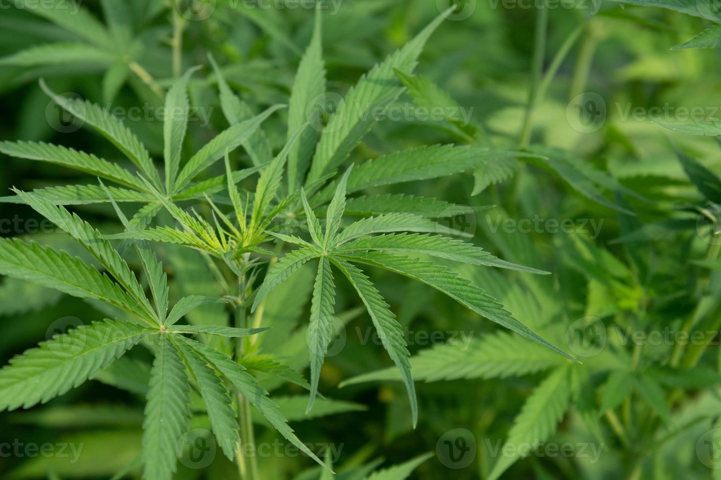 Cannabis-Marihuana-Pflanzen im Wissenschaftslabor zur Herstellung von Medikamenten und Kräuterprodukten im Landschaftsbanner foto