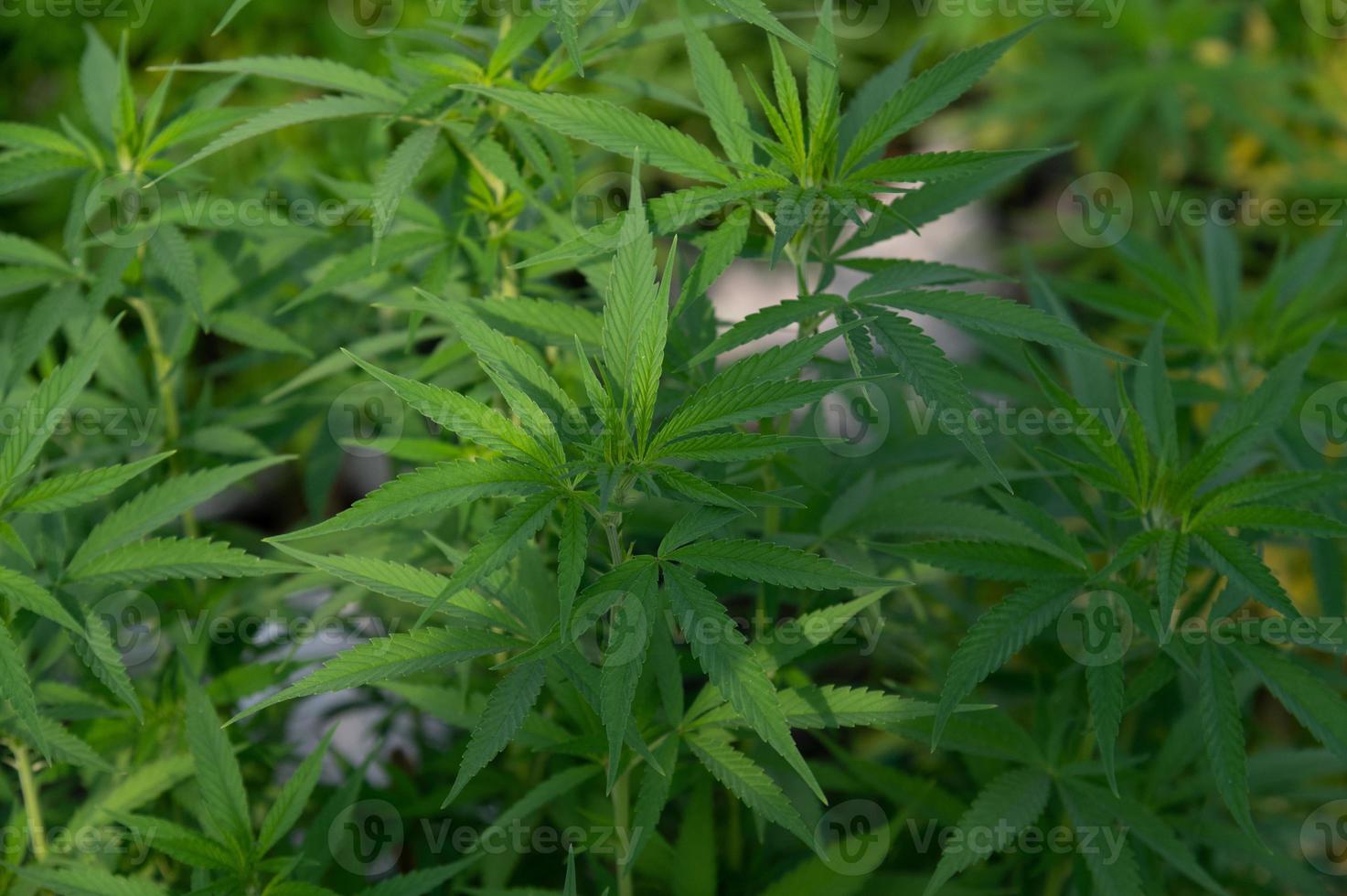 Cannabis-Marihuana-Pflanzen im Wissenschaftslabor zur Herstellung von Medikamenten und Kräuterprodukten im Landschaftsbanner foto