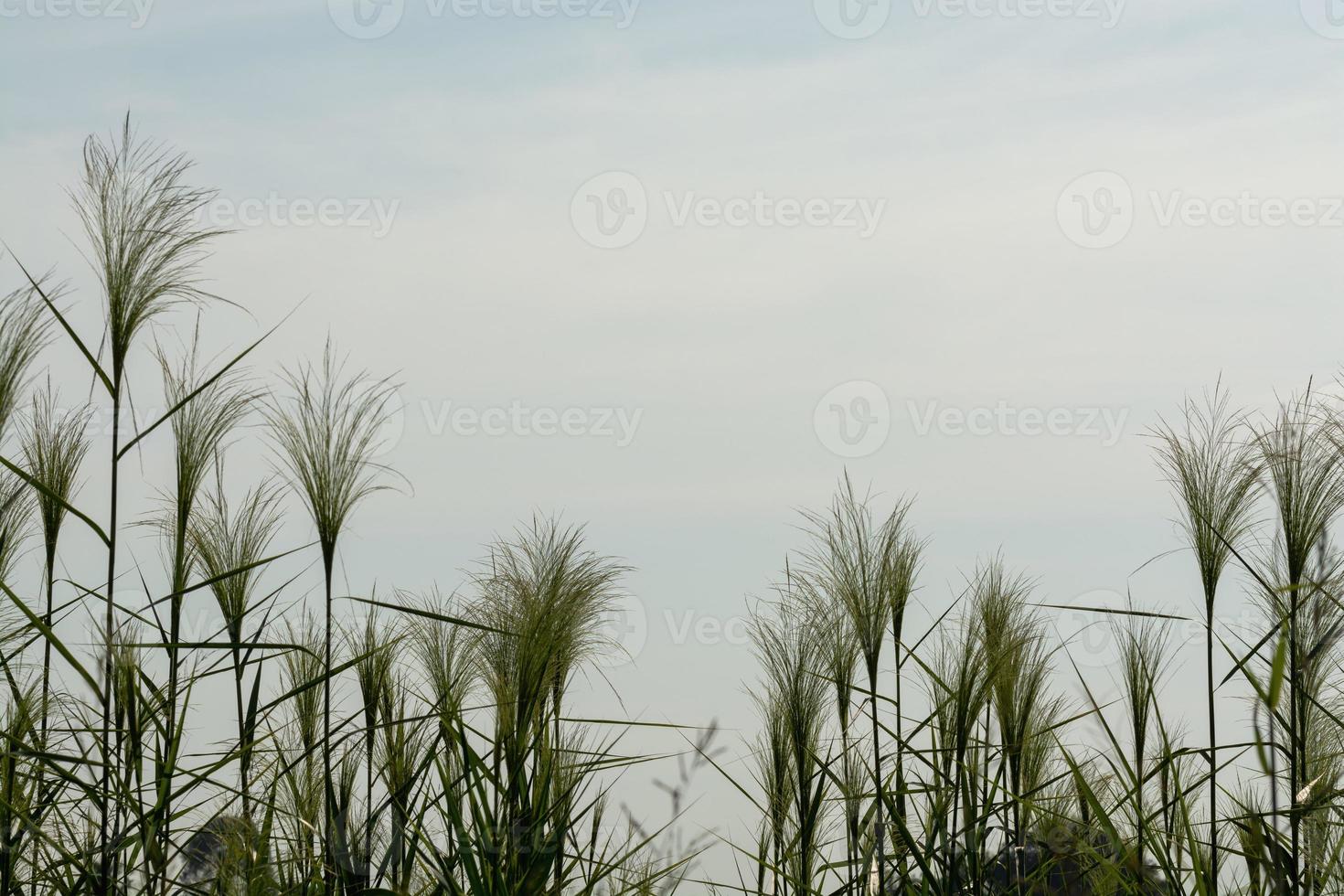 leben frühling blume morgens schönheit veränderung sommer foto