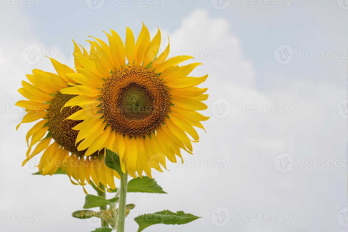 Sonnenblume am blauen Himmel mit Wolkenhintergrund foto