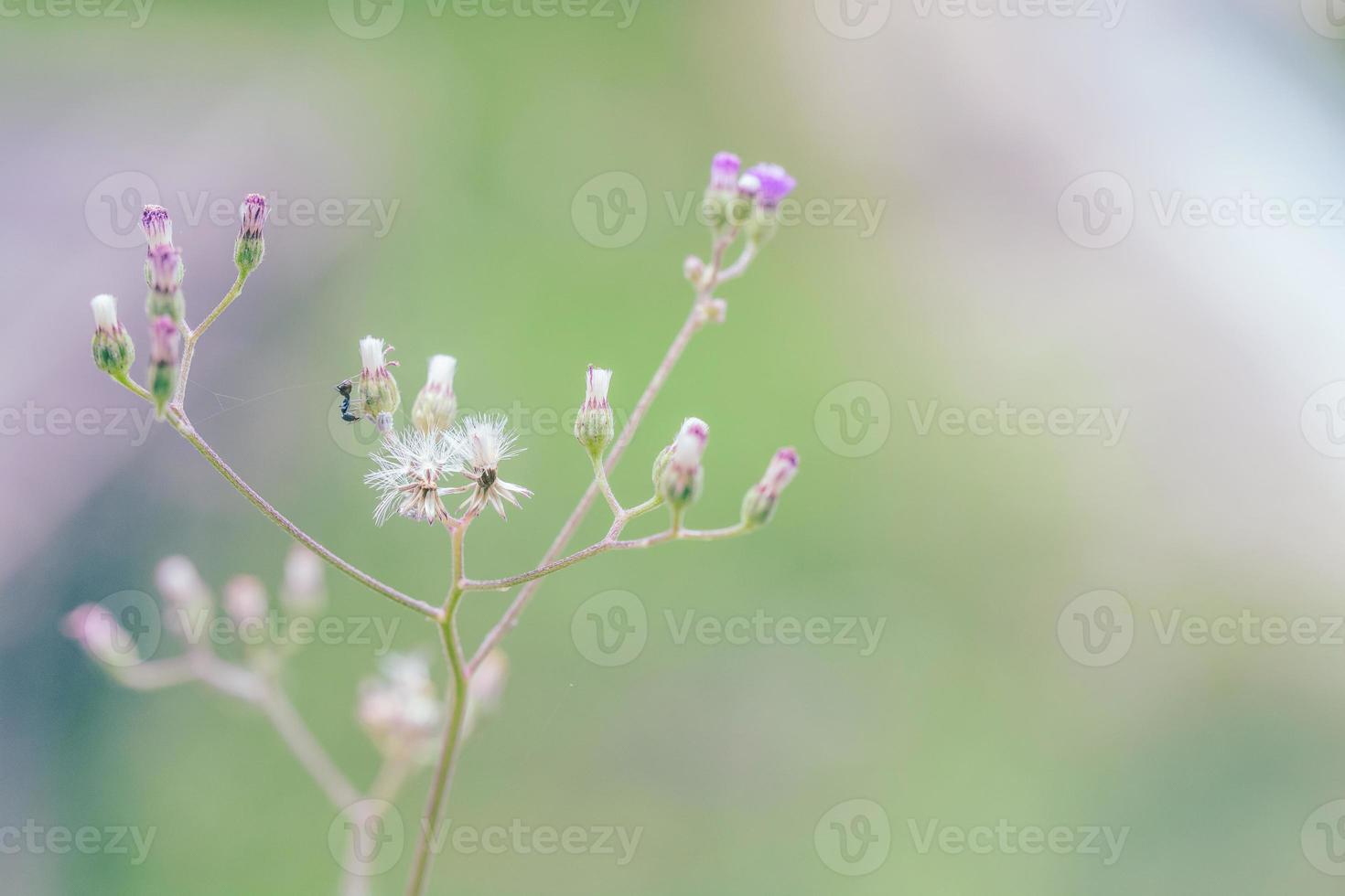 Wiesenblumen in weichem, warmem Licht. verschwommener natürlicher hintergrund der weinleseherbstlandschaft foto