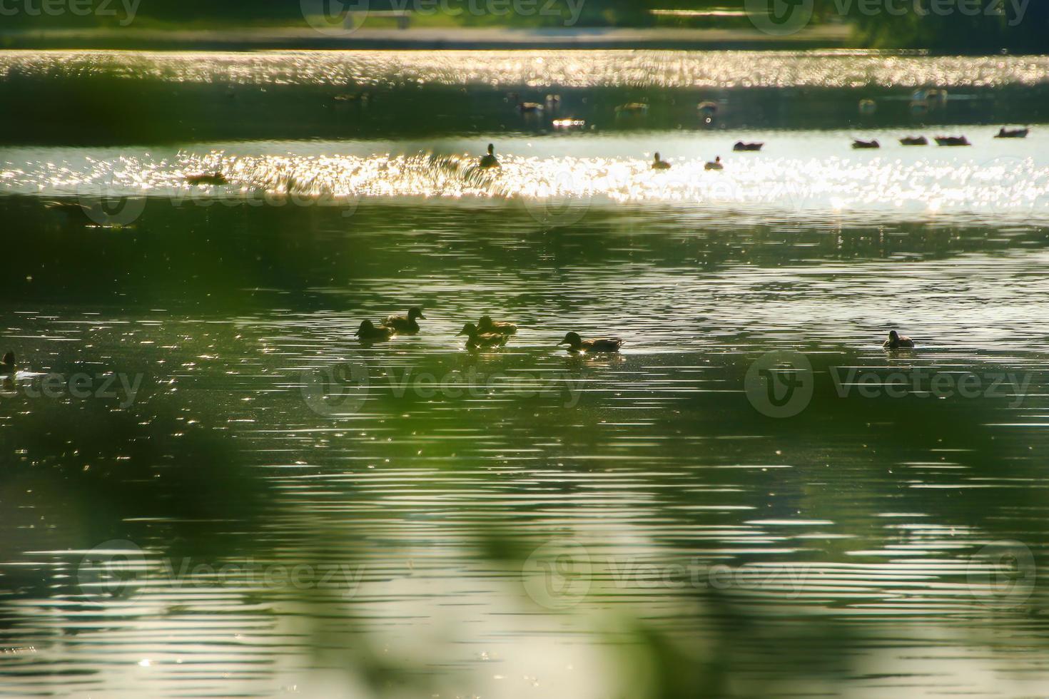 die Wildgänse treiben abends im See, während sich das goldene Licht in der wunderschönen Wasseroberfläche spiegelt. foto