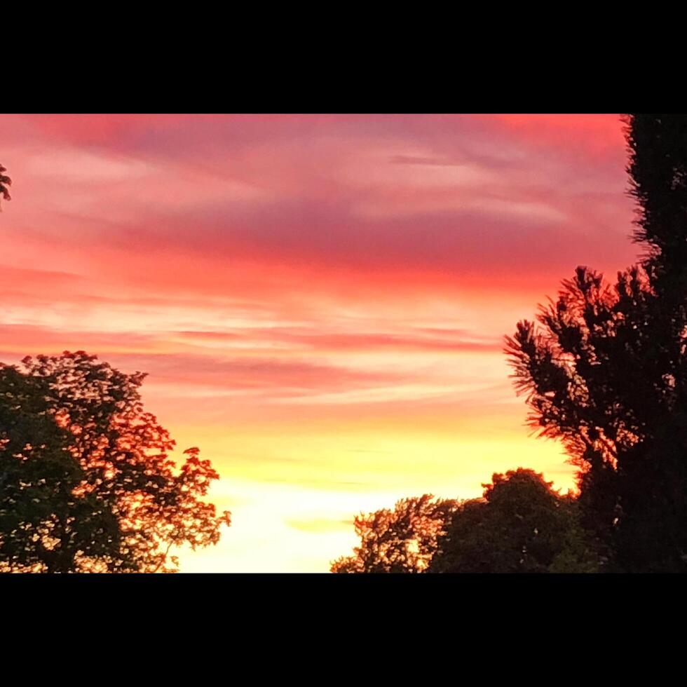 heller sonnenuntergang mit bäumen foto