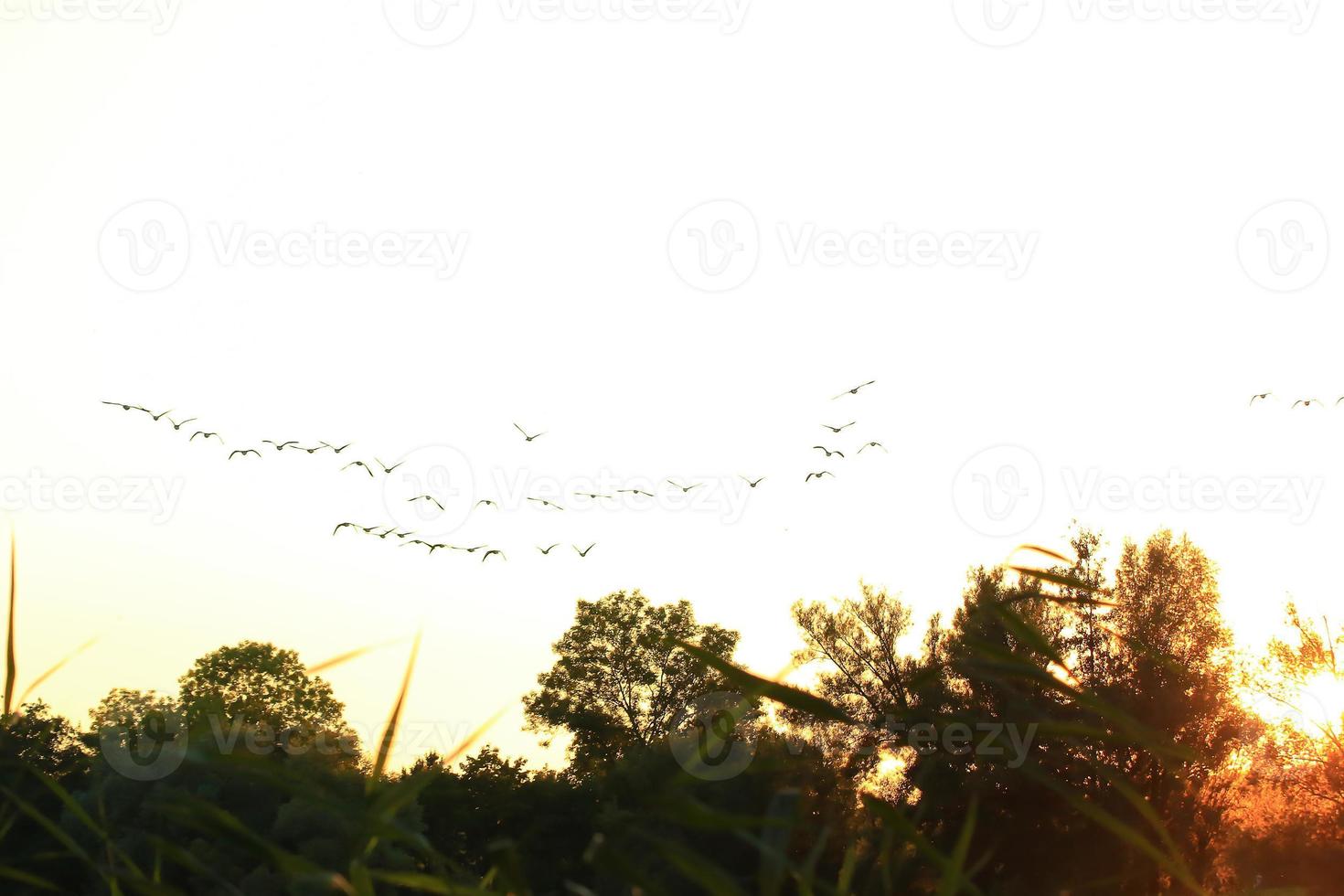 Herde von Wildgänsen Silhouette auf einem Sonnenuntergangshimmel foto