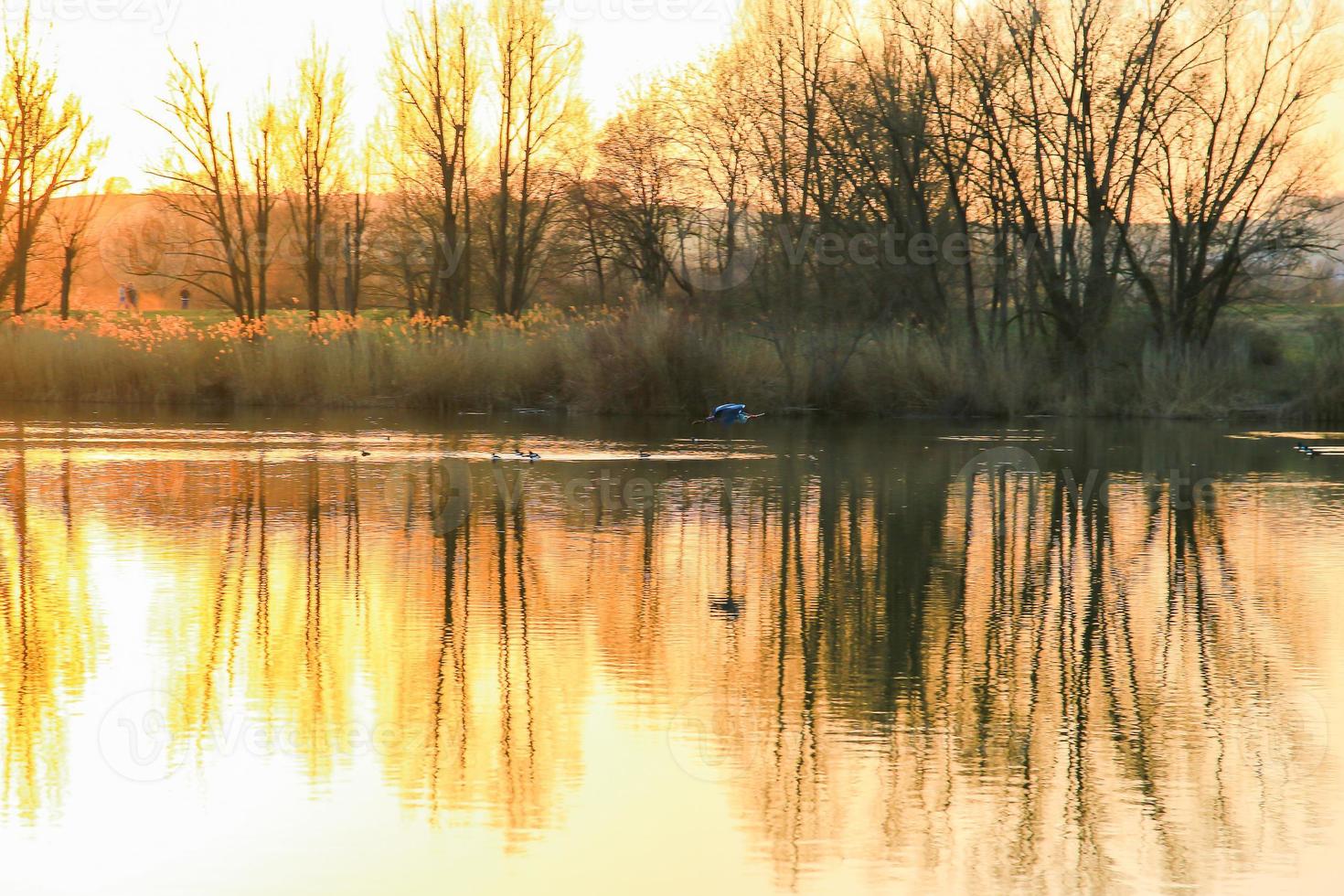 graureiher, der über die donau fliegt, gebadet in den farben der goldenen stunde des sonnenuntergangs. foto