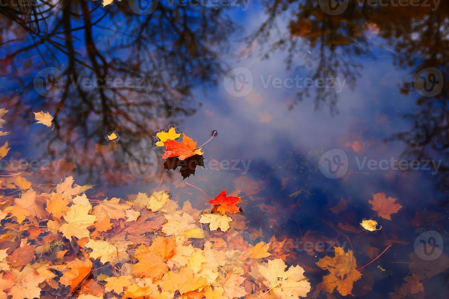 Herbstgelbe Ahornblätter über blauem Wasser mit Reflexion von Bäumen darin foto