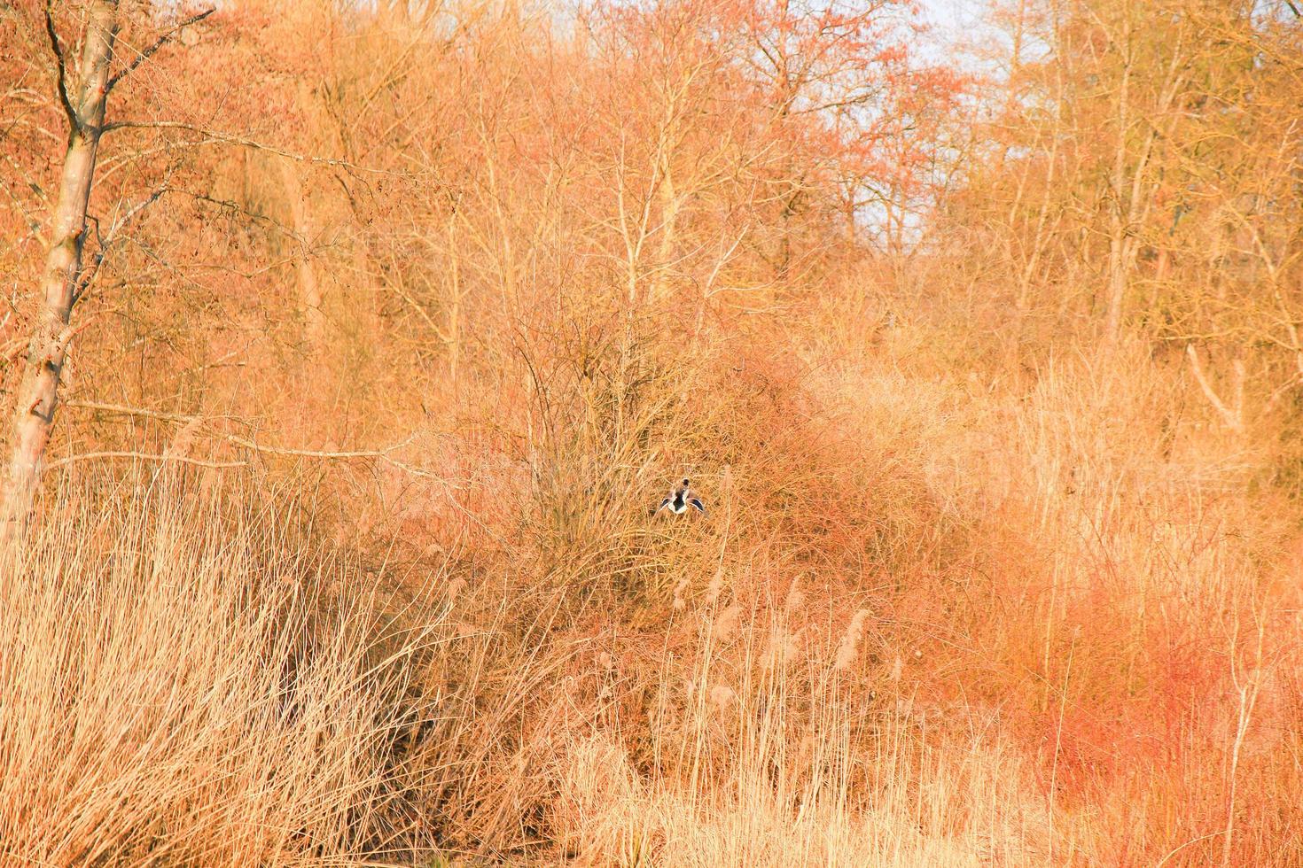 Wildente in fliegender Aktion in der Nähe eines Sumpfes foto