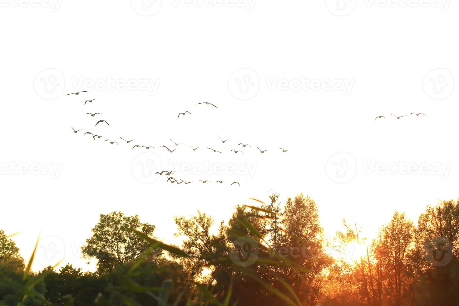 Herde von Wildgänsen Silhouette auf einem Sonnenuntergangshimmel foto