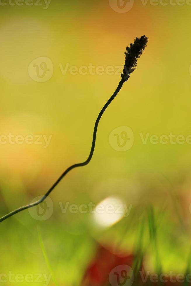 Gras und Vegetation auf dem Feld in der Herbstsaison foto