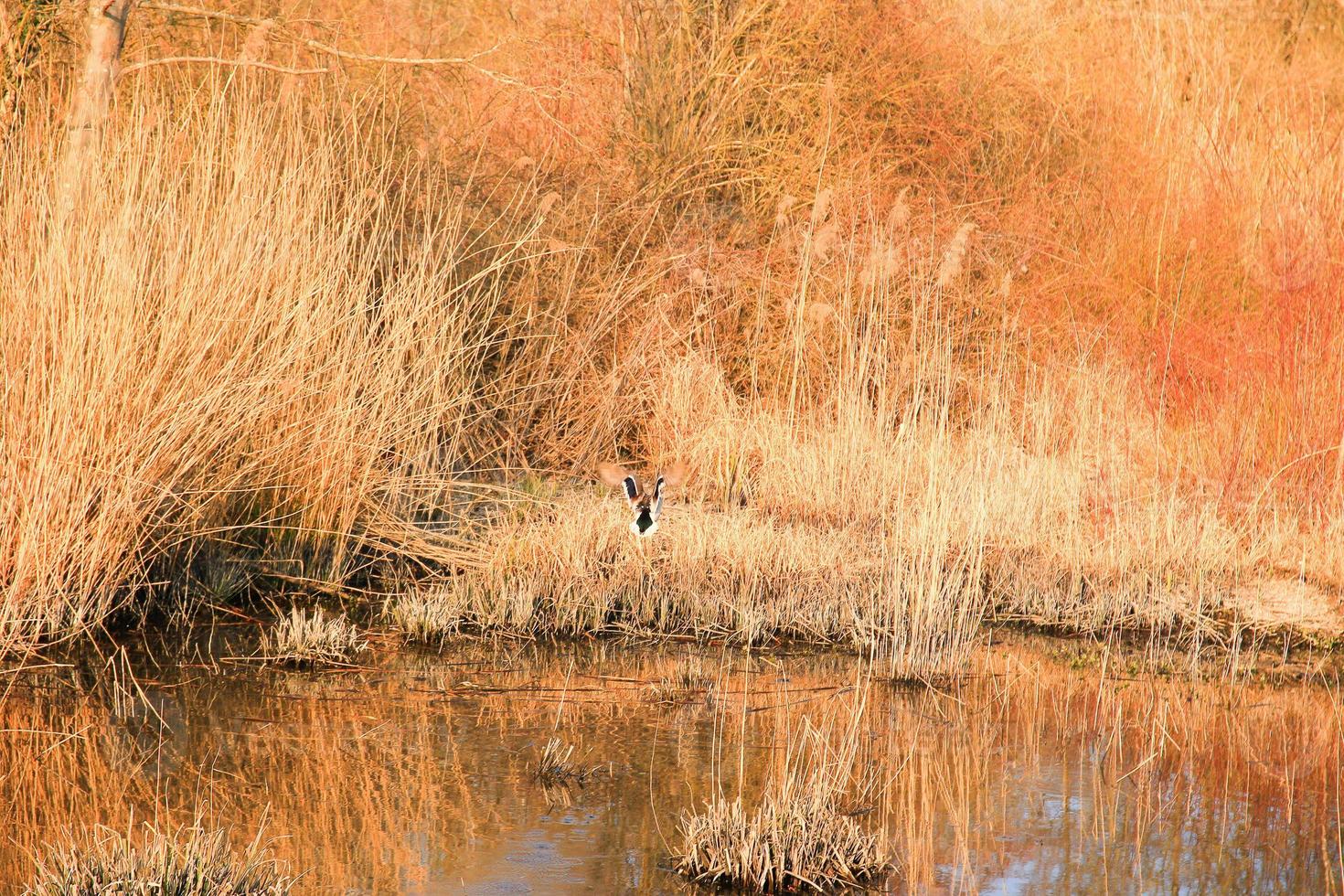 Wildente in fliegender Aktion in der Nähe eines Sumpfes foto