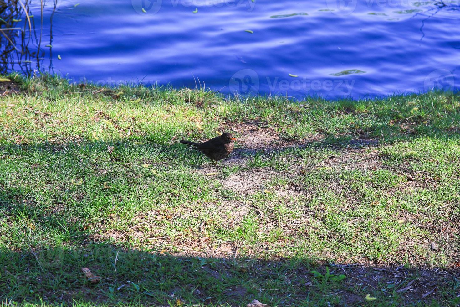 eine weibliche Amsel, die auf dem Boden nach Nahrung sucht foto