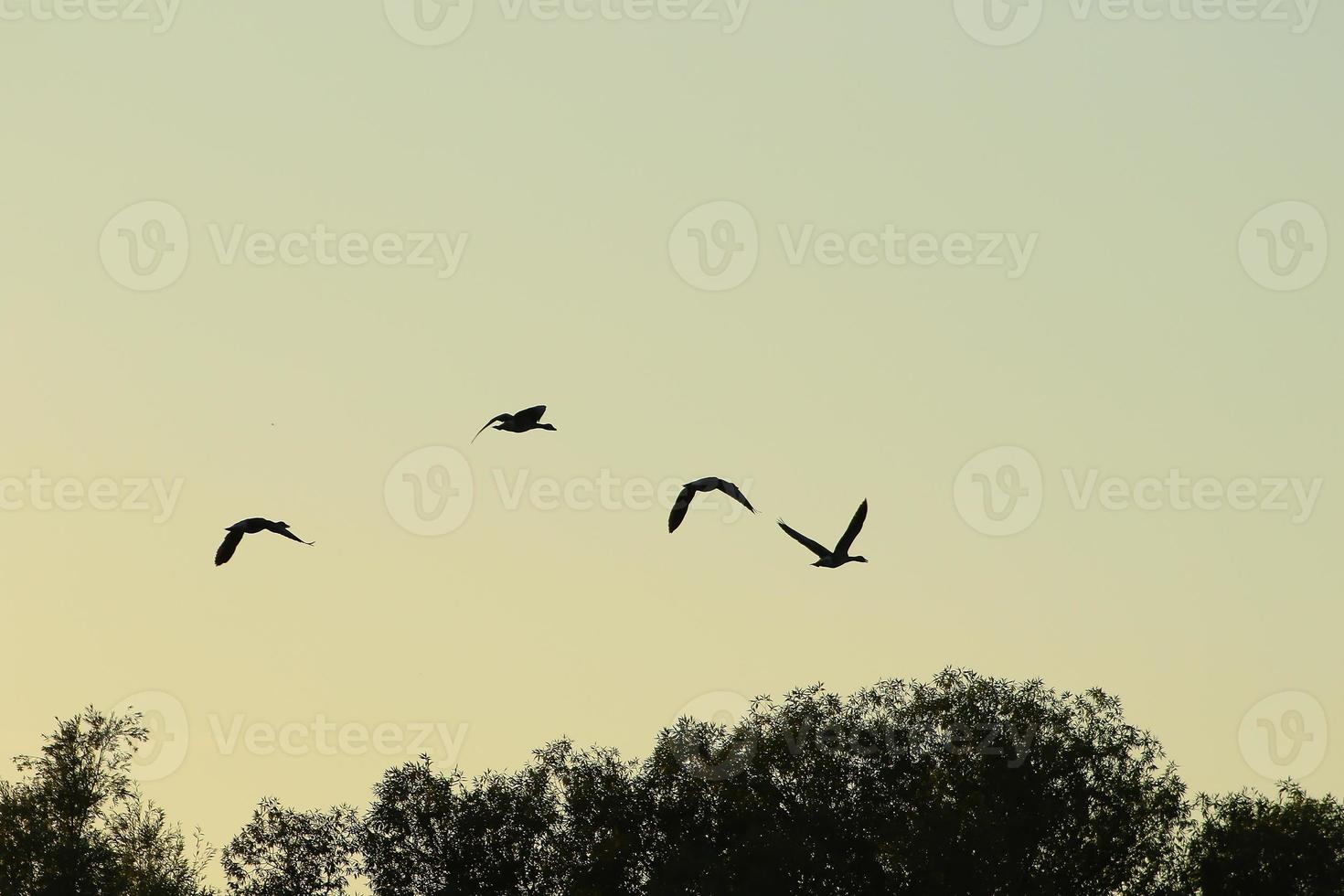 Herde von Wildgänsen Silhouette auf einem Sonnenuntergangshimmel foto