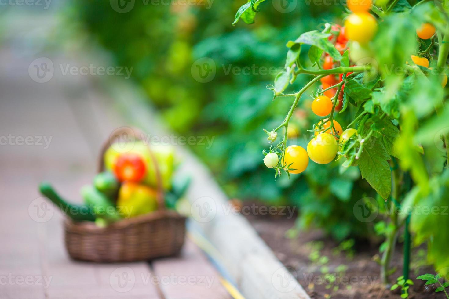 Closeup Korb mit viel Grün und Gemüse im Gewächshaus. Zeit zu ernten. foto