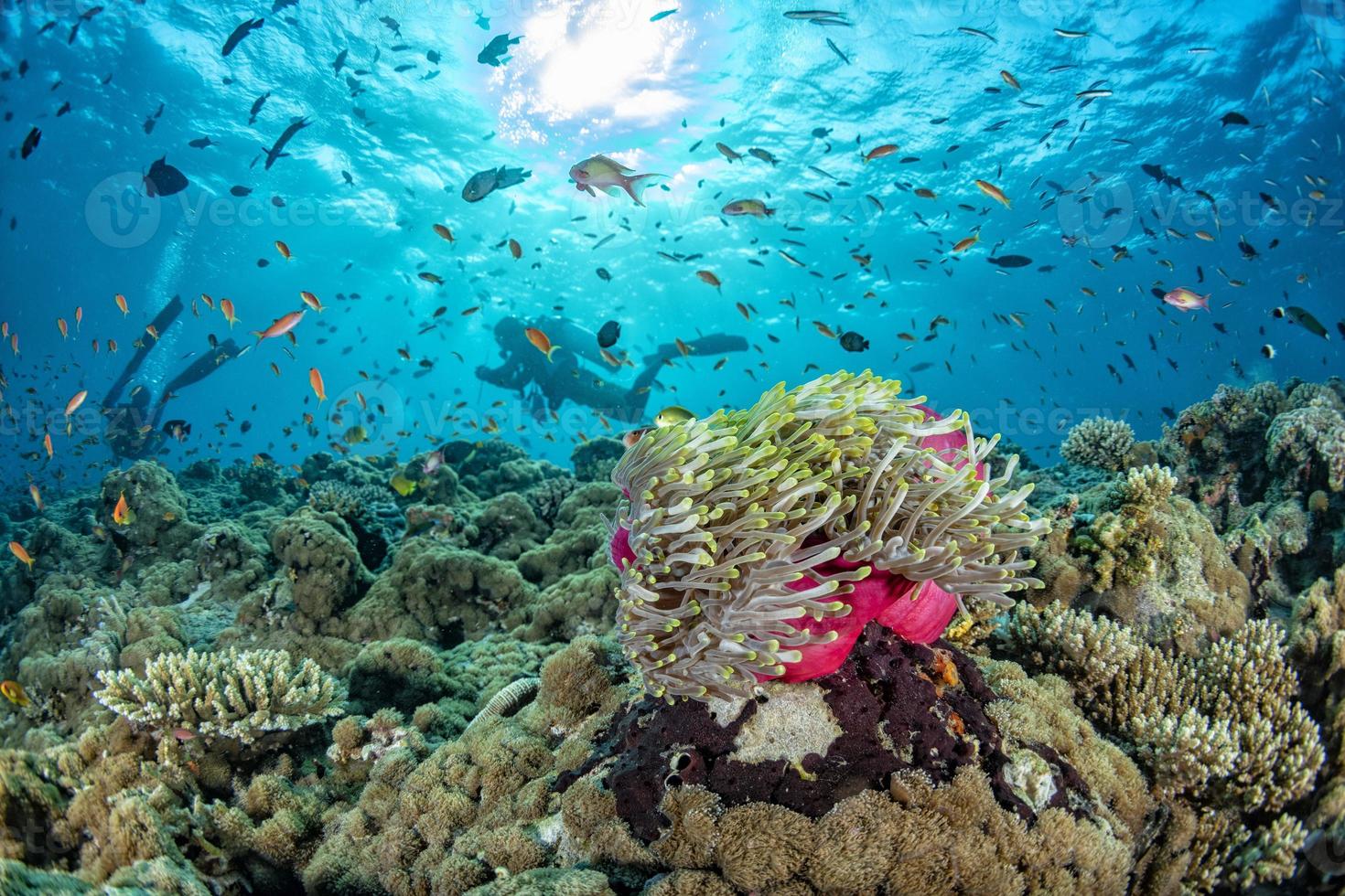 bunte unterwasserlandschaft mit anemonen-clownfischen auf tiefblauem ozean foto